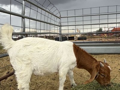 Baby Boer Buckling