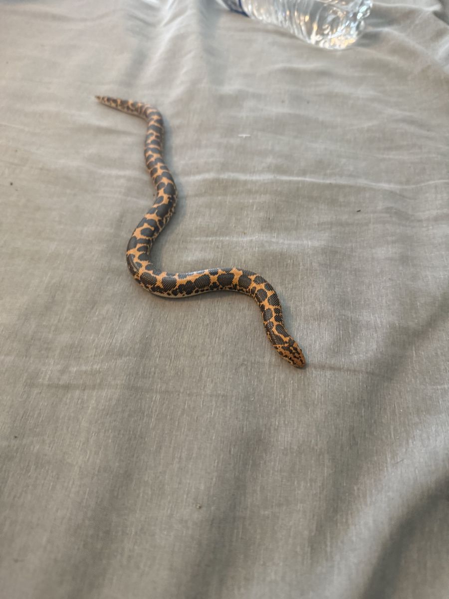 Kenyan Sand Boa