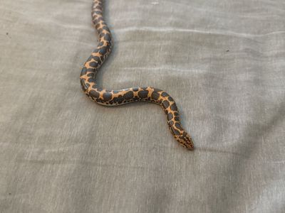 Kenyan Sand Boa