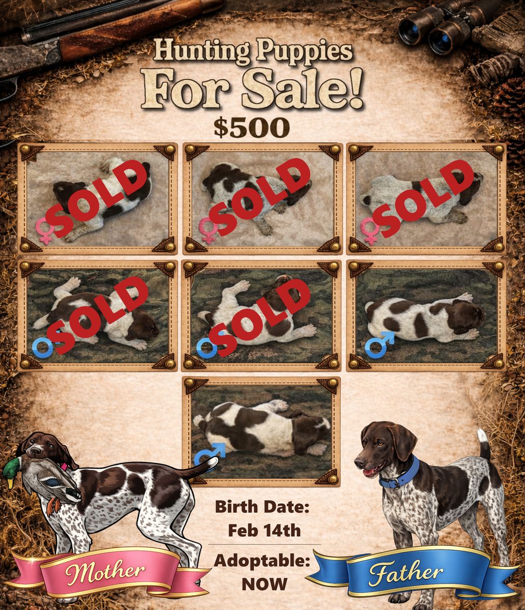 German Shorthaired Pointer Puppies!