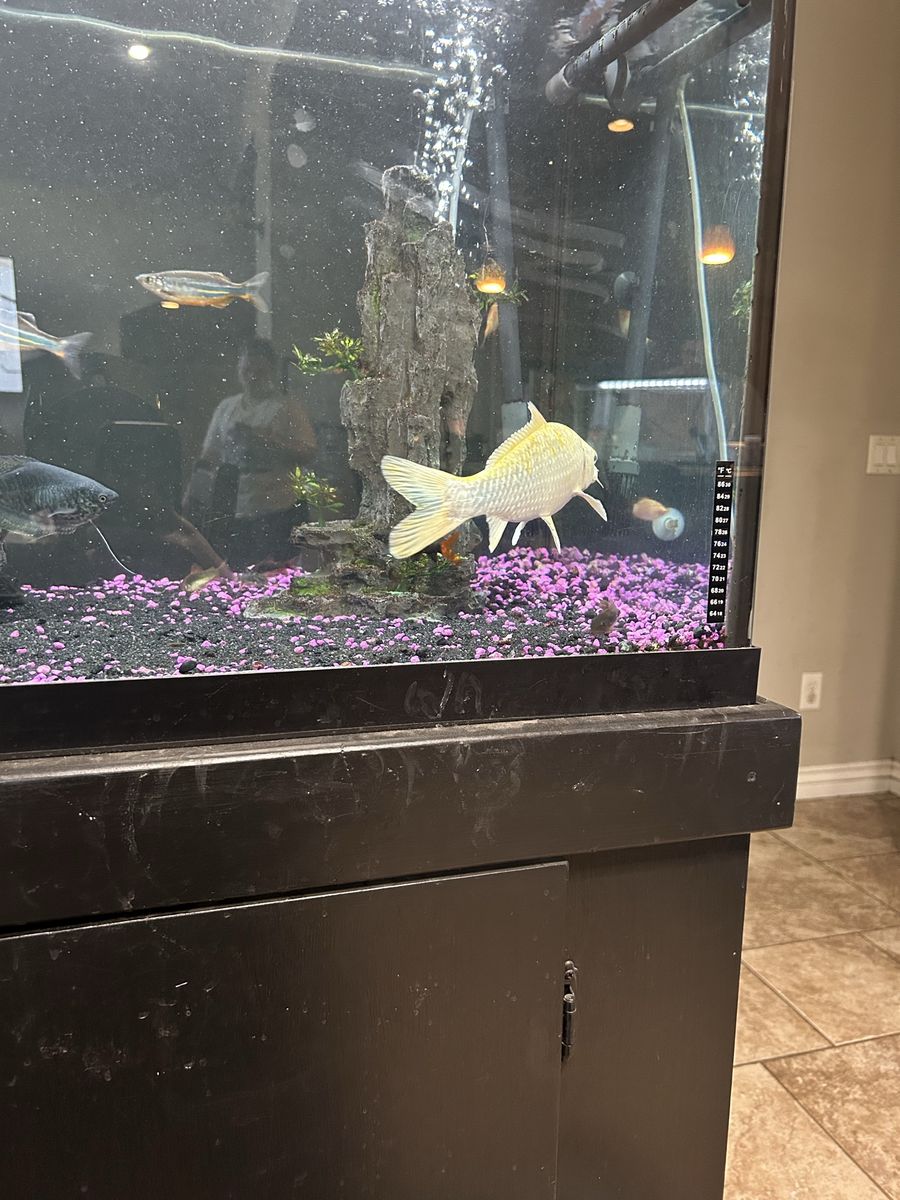 2 white coi fish