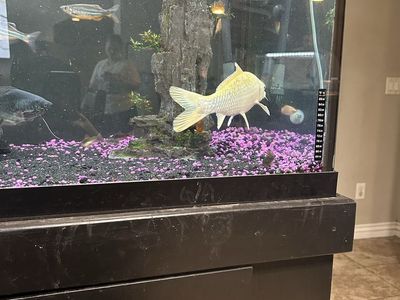 2 white coi fish
