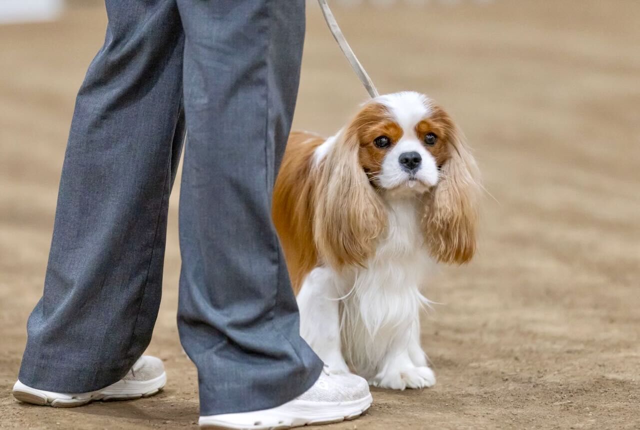 AKC Grand Champion Cavalier Stud---Nationally Ranked