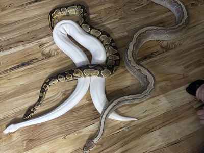 Male BEL ball python