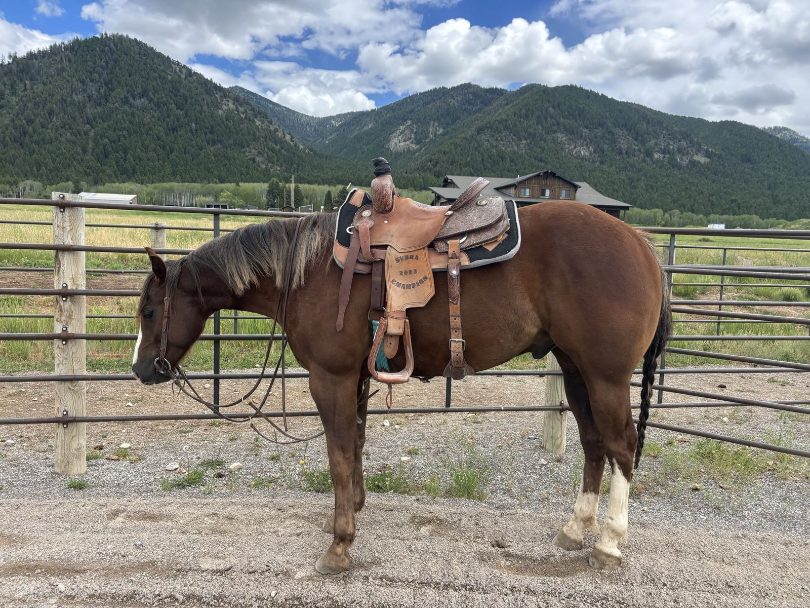 4 year old AQHA gelding
