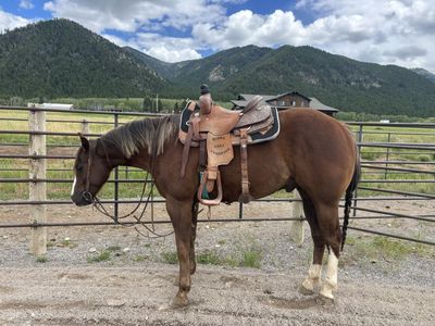 4 year old AQHA gelding