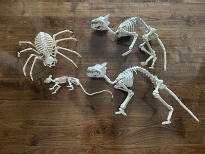 (4) creepy Halloween skeletons some broken pieces just add character.