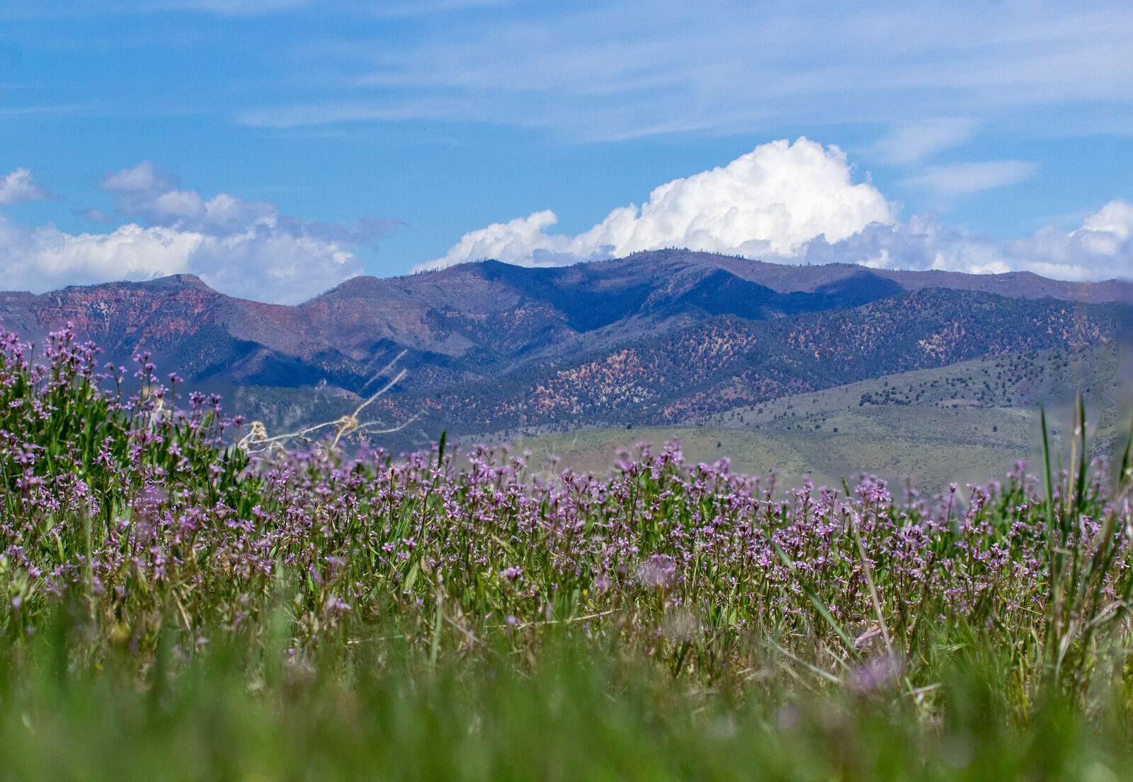 Tranquil Mountain Haven on 3/4 Acre