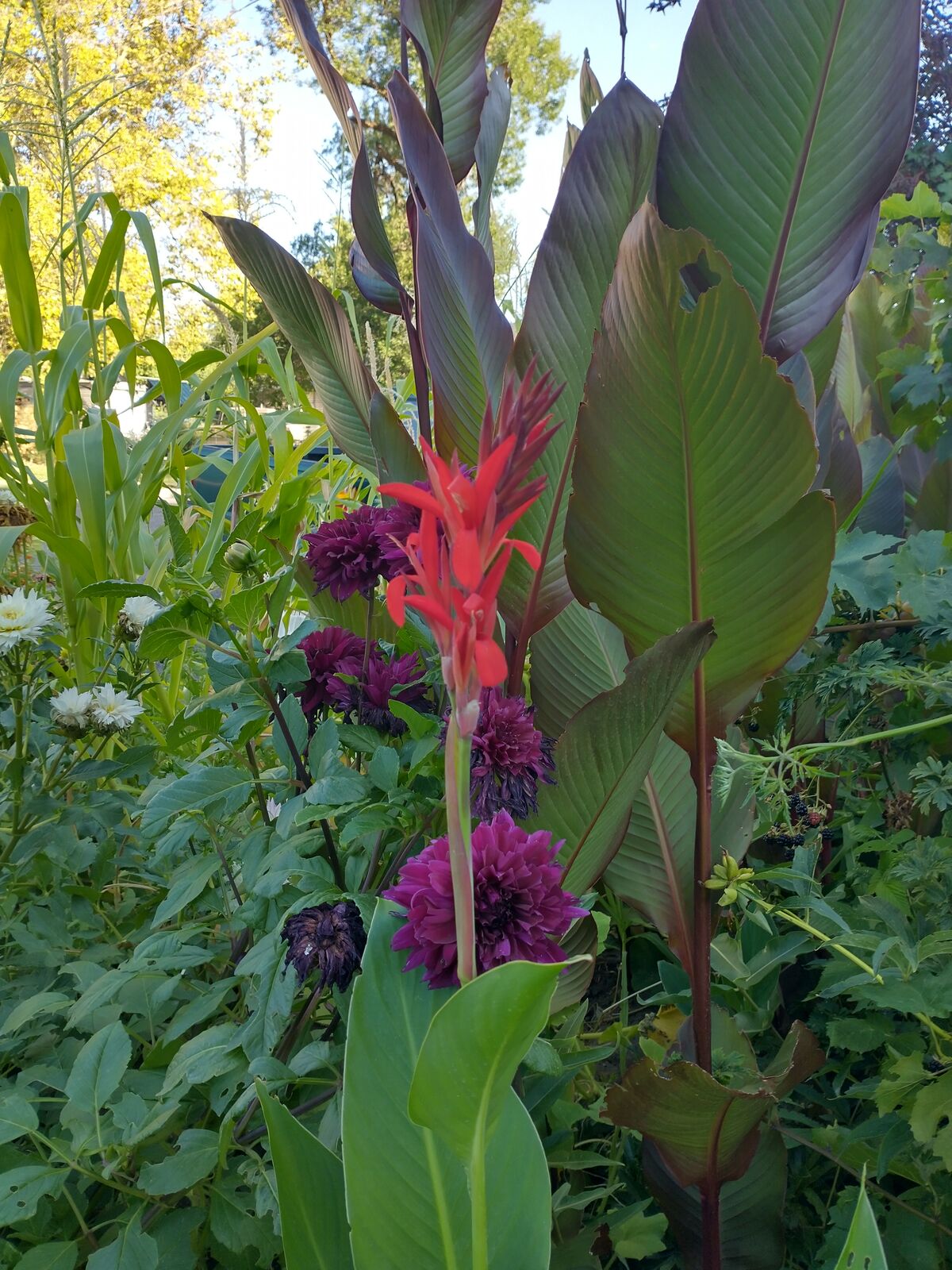 Canna Lilly Bulbs (rhizomes)
