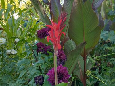 Canna Lilly Bulbs (rhizomes)