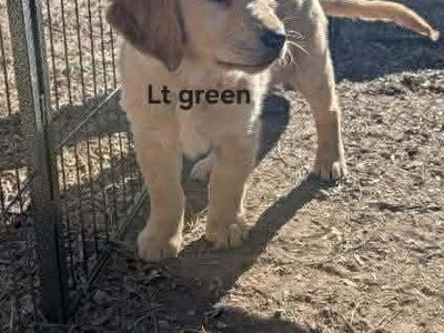 Golden Retriever Puppies