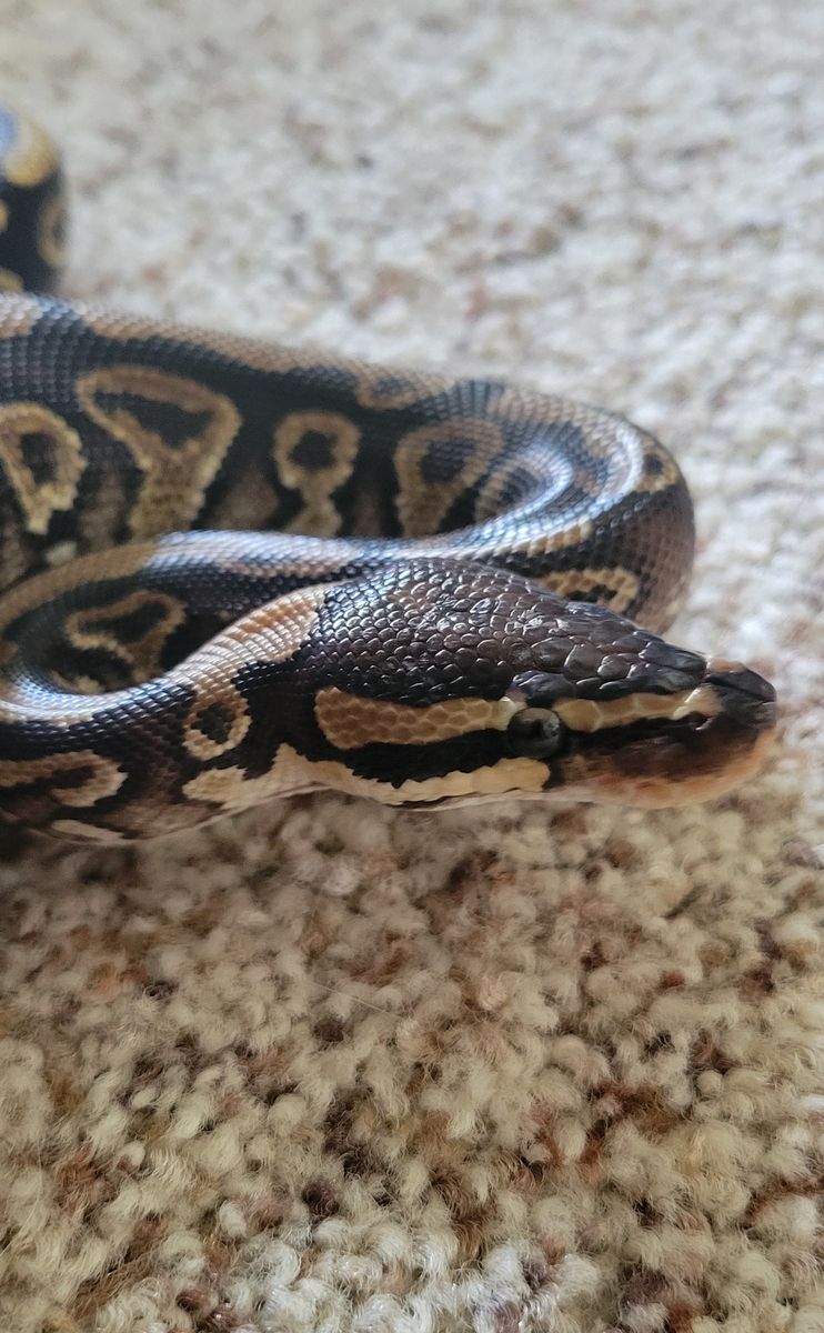 Beautiful Female Ball Python + Enclosure