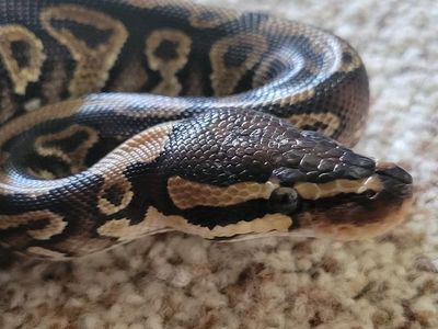 Beautiful Female Ball Python + Enclosure