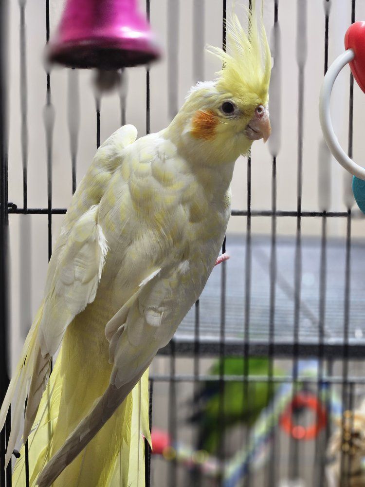 Female Lutino Cockatiel