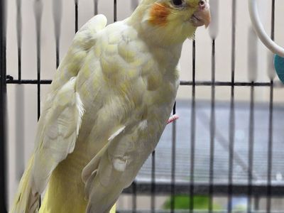 Female Lutino Cockatiel