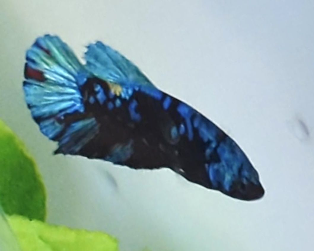 Main image 4