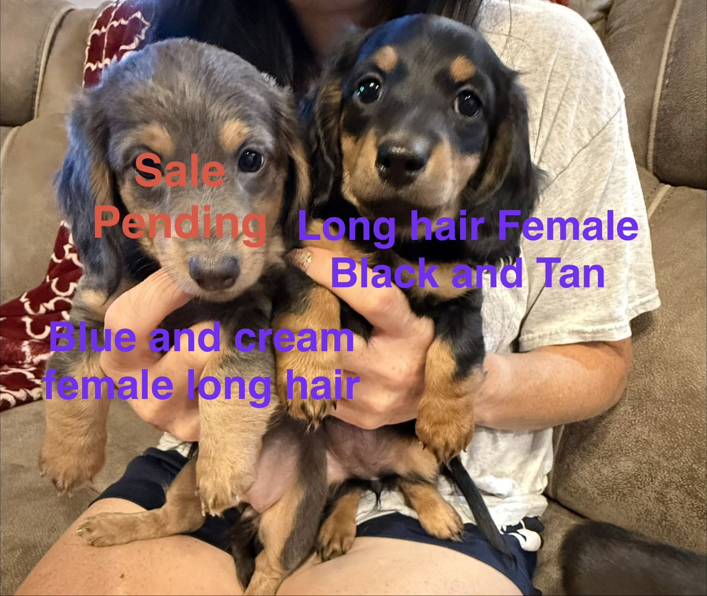 AKC Registered purebred mini dachshund puppies
