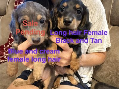 AKC Registered purebred mini dachshund puppies