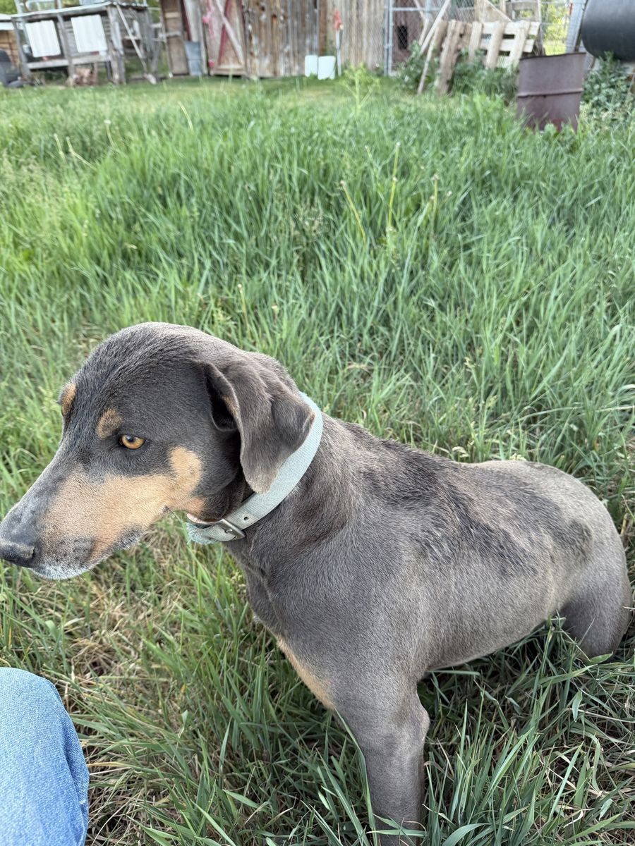 Texas Blue Lacy
