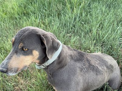 Texas Blue Lacy