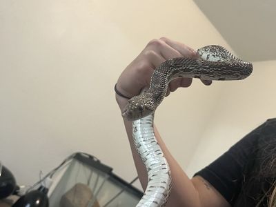 Sonoran Gopher snake