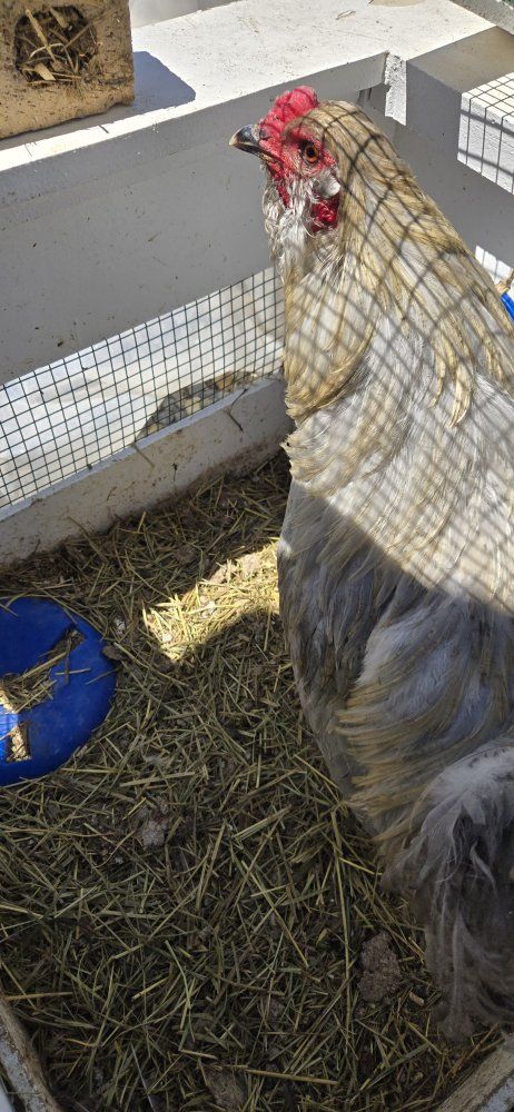 Lavender Americauna Rooster
