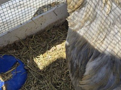 Lavender Americauna Rooster