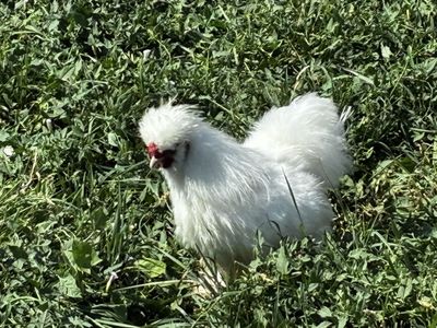 Free White Silkie Rooster
