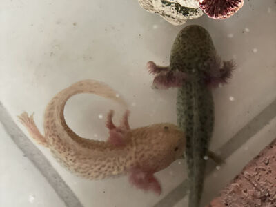 Axolotl salamanders