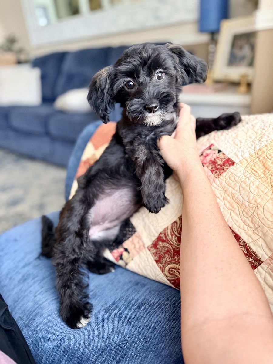 16 week old black Maltipoo Female - Read the ad