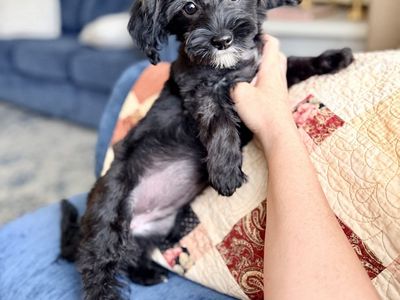 16 week old black Maltipoo Female - Read the ad