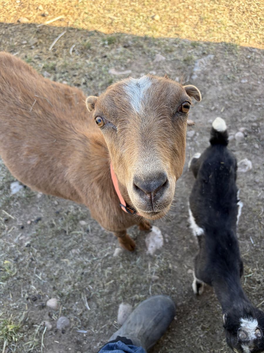 Mini Lamancha doe in milk