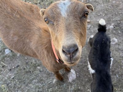 Mini Lamancha doe in milk