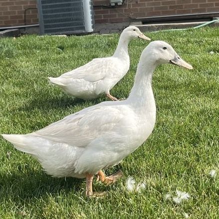 3 Ducks for sale - 2 White Female Pekins and 1 Male brown Buff $30 each