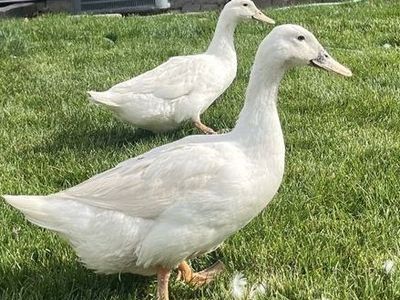 3 Ducks for sale - 2 White Female Pekins and 1 Male brown Buff $30 each