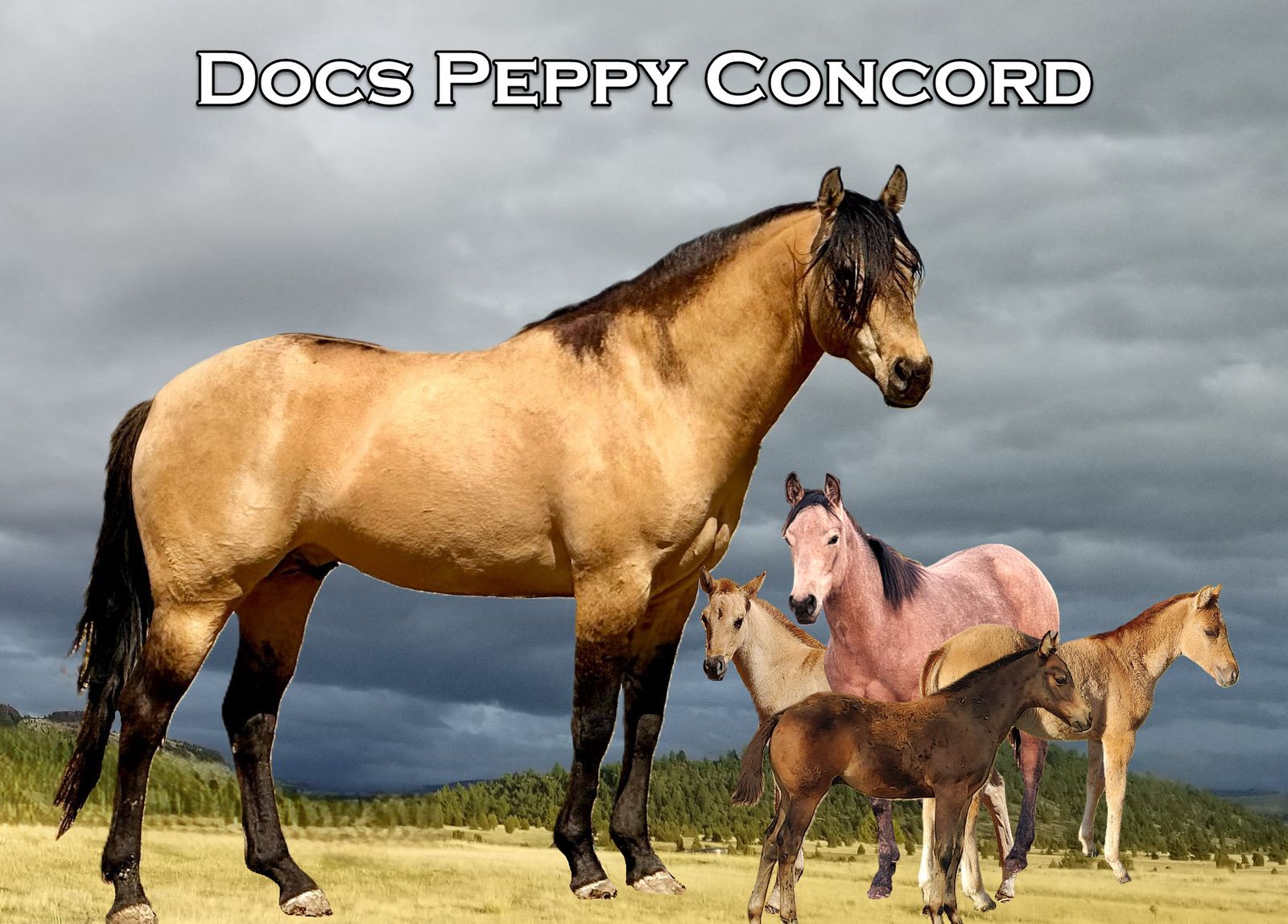 2026 breeding, Docs Peppy Concord AQHA dunskin stallion