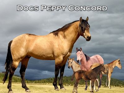 2026 breeding, Docs Peppy Concord AQHA dunskin stallion