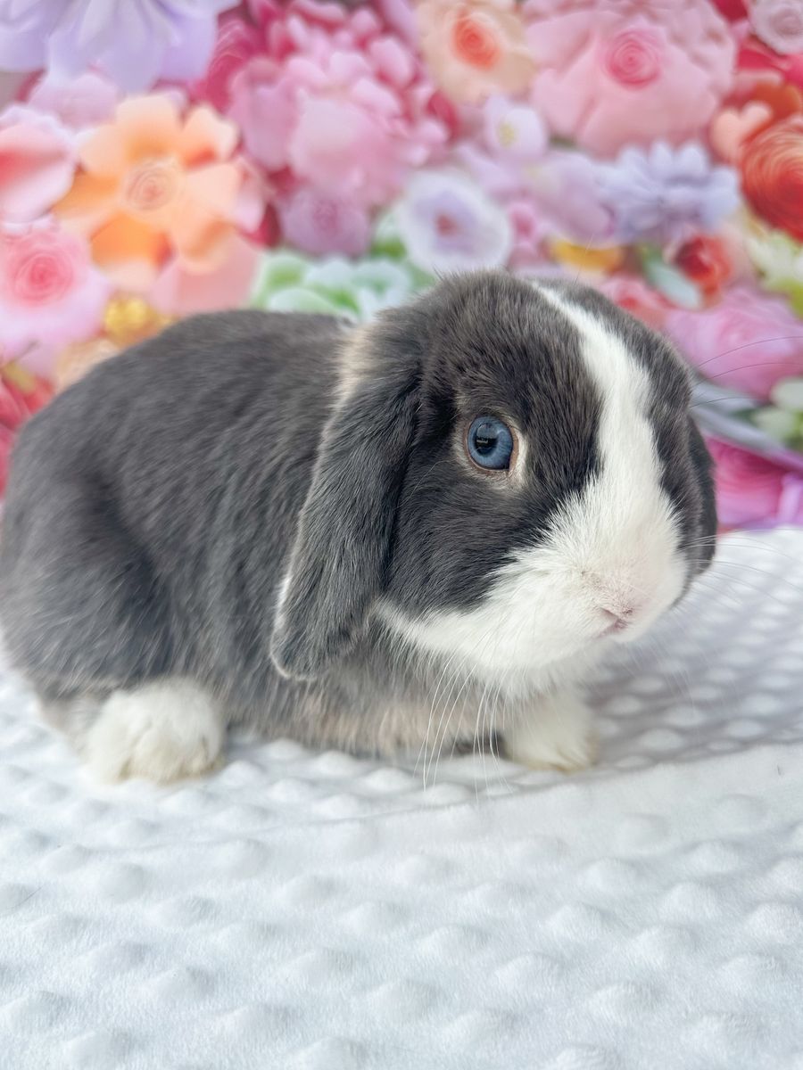 Sweet Blue Vienna Holland Lop Buck Ready Now!