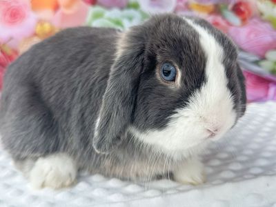 Sweet Blue Vienna Holland Lop Buck Ready Now!