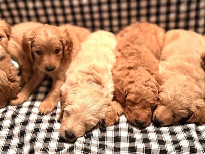 Rosebud's Perfect F2 Goldendoodle Pups - Our MOST CALM Pups EVER