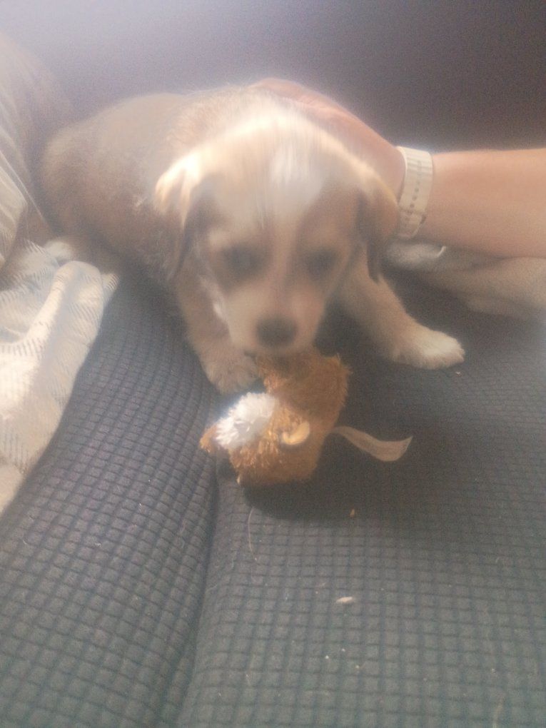 puppies for sale $200