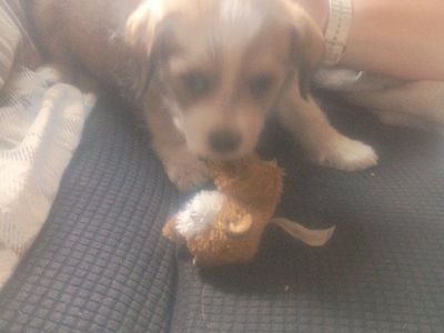 puppies for sale $200