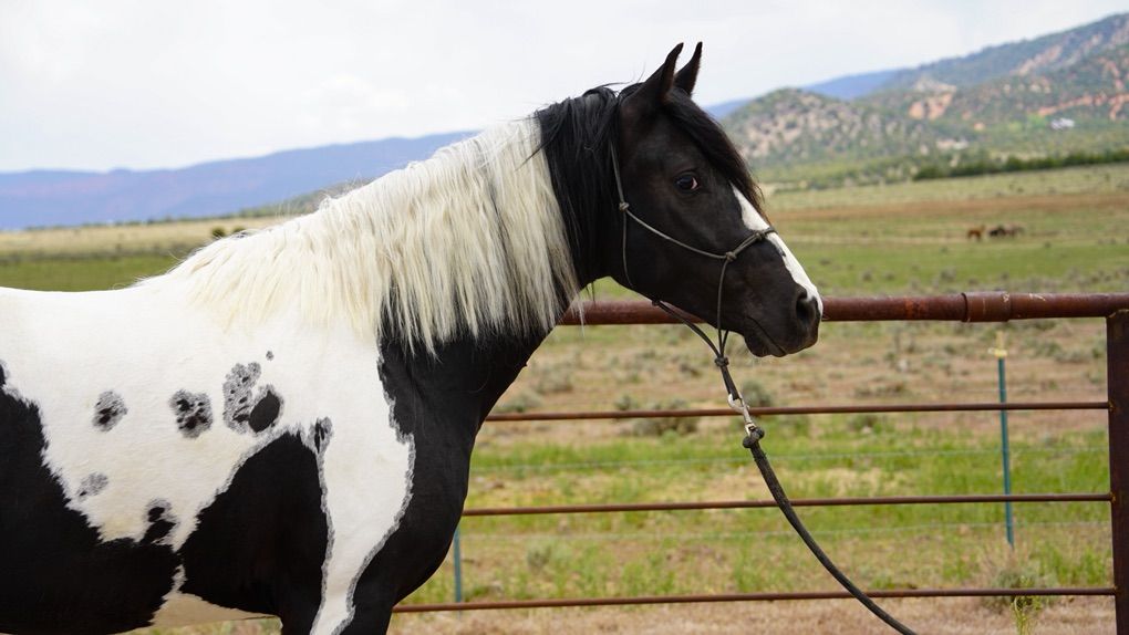 Missouri Fox Trotter Foxtrotter MFT Gelding