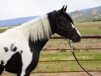 Missouri Fox Trotter Foxtrotter MFT Gelding