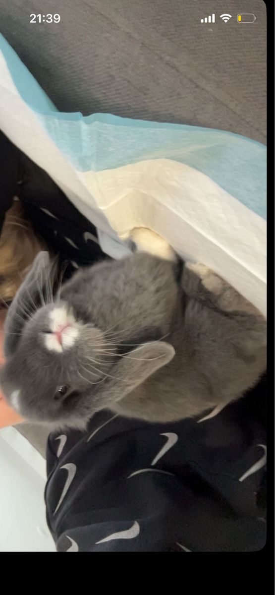 4 1/2 month old male bunny