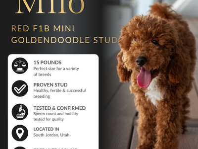 Deep Red F1B Mini Goldendoodle Stud | Health Tested | $1,000