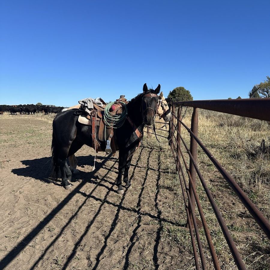 Quarter Horse gelding for sale, papered