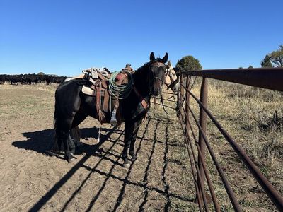 Quarter Horse gelding for sale, papered