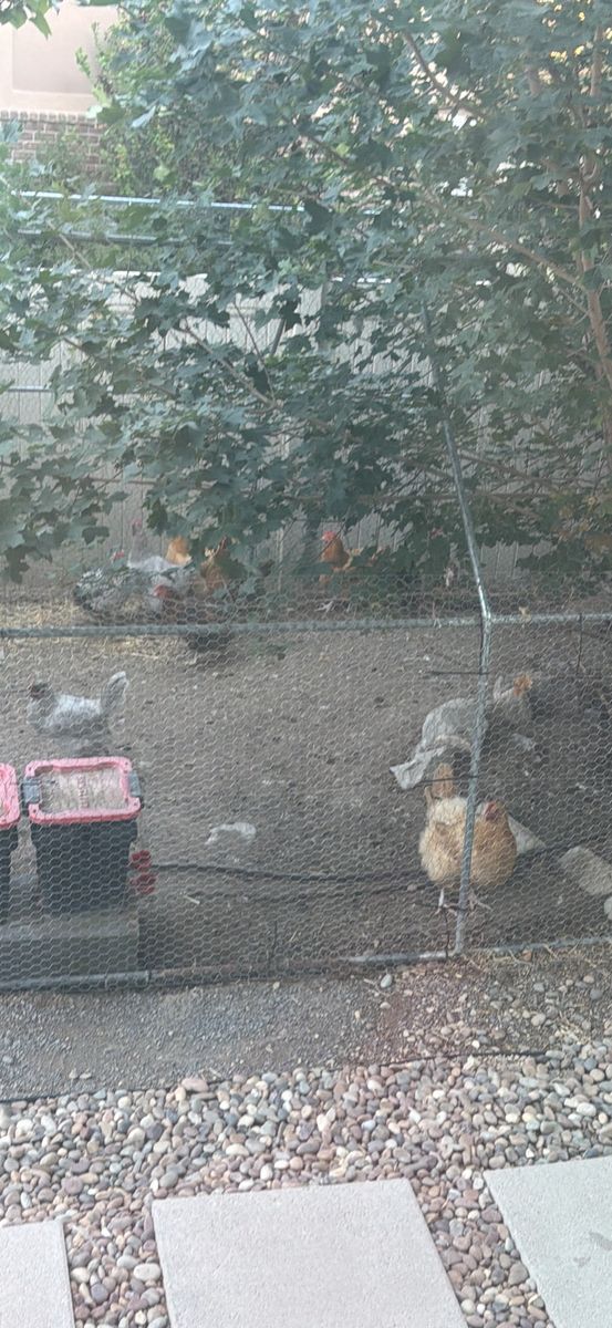 Free Chickens (12)
