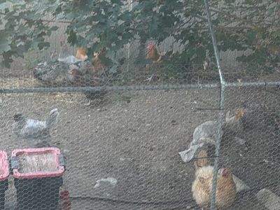 Free Chickens (12)